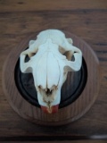 Beaver skull on plaque