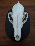 Coyote skull on plaque