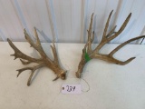 Whitetail Sheds