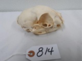 African Caracel Skull