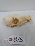 African Jackel Skull