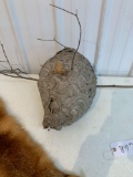 Hornets nest and fox pelt