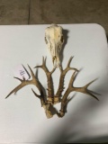 Whitetail antlers and skull