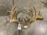 Whitetail with skull scores 215