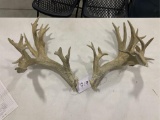 Whitetail Sheds