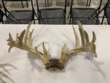 Whitetail with Skul plate