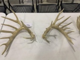 Whitetail sheds