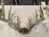 Whitetail with skull plate