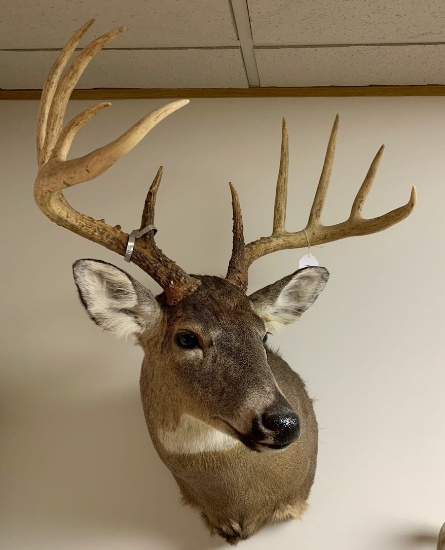 8th Annual Taxidermy Auction- Day 1