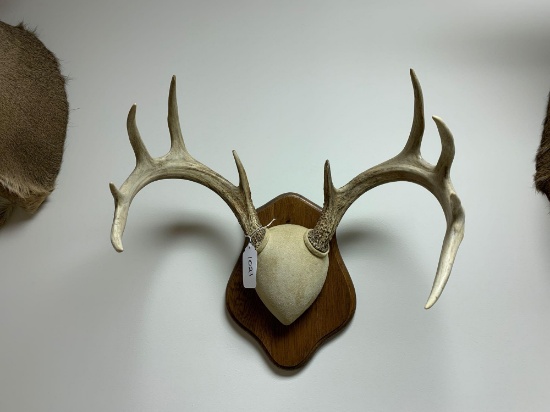 Whitetail European