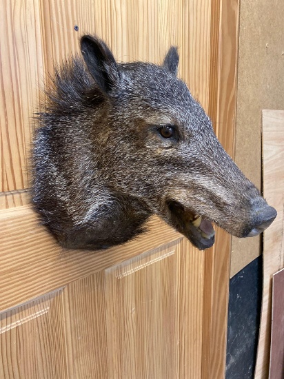 Javelina