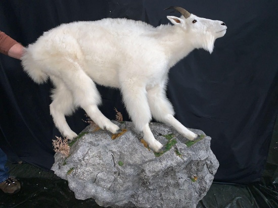 Mountain goat