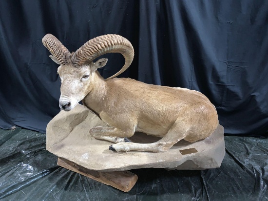 Afghanistan Urial life-size. OHIO BUYERS ONLY