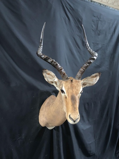 Impala shoulder mount