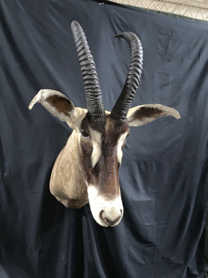 Roan antelope shoulder mount