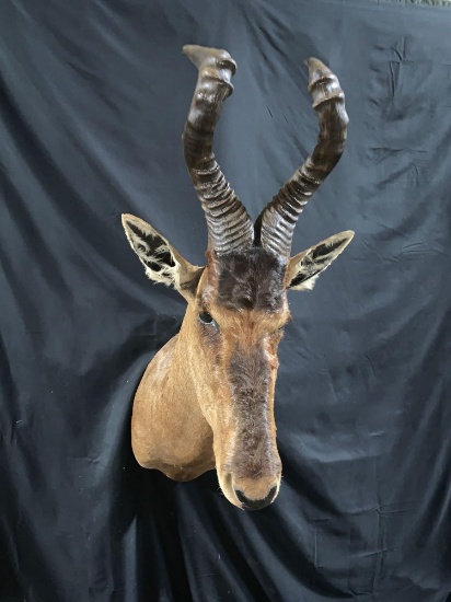 Hartebeest shoulder mount