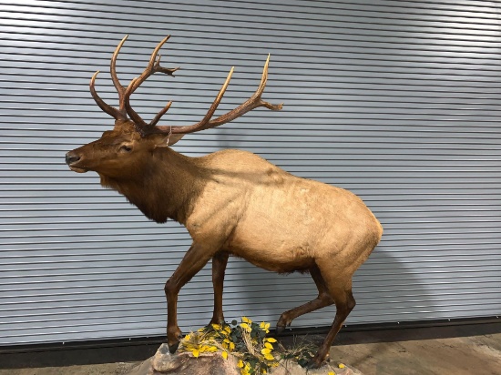 Life-size elk