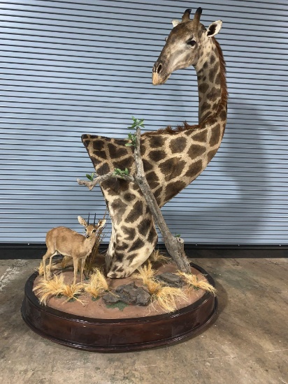 Giraffe shoulder mount