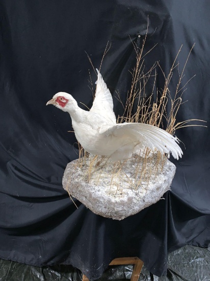 White pheasant