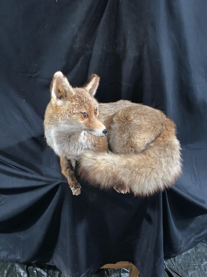 Life-size red fox