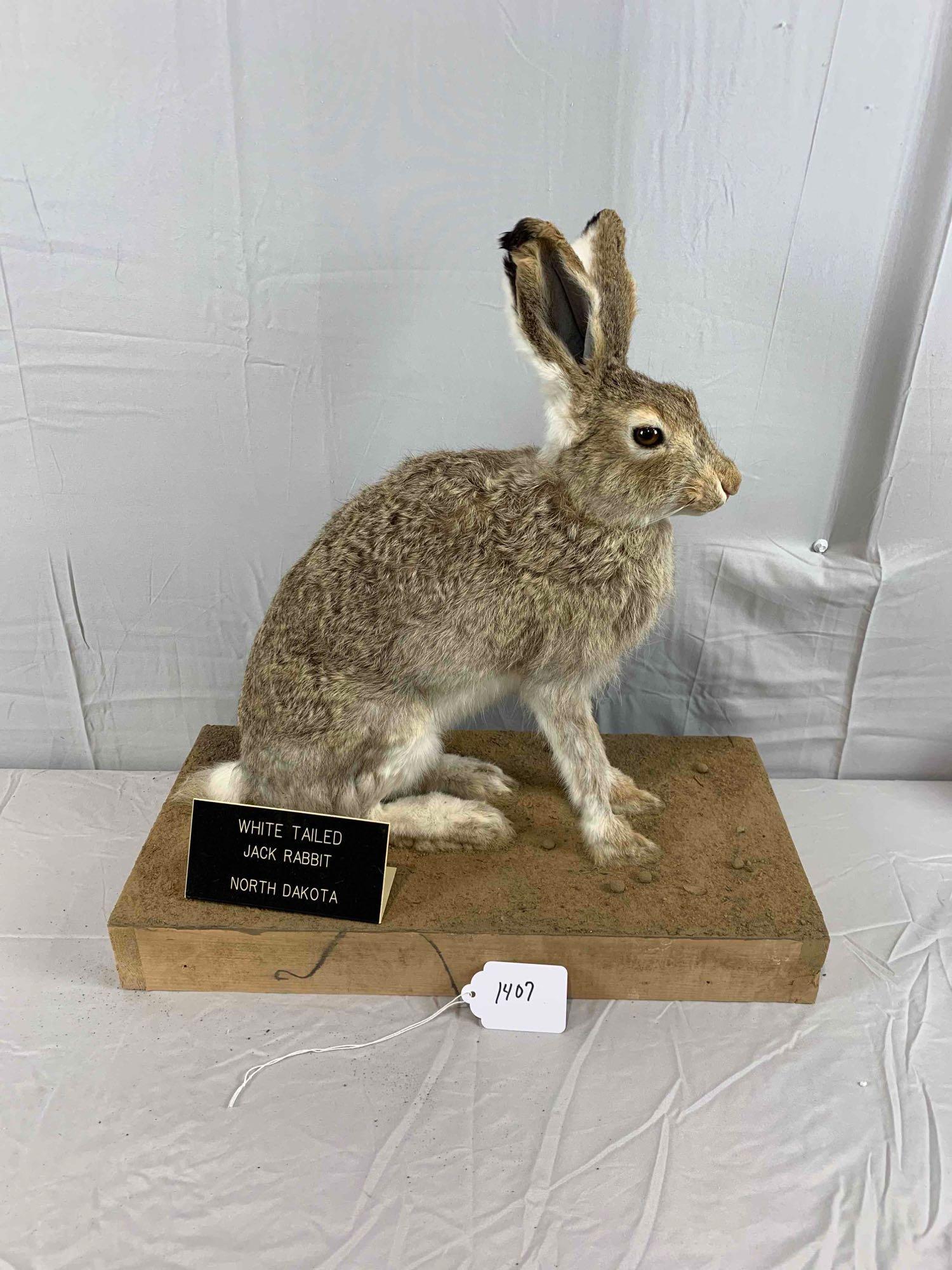 taxidermy jack rabbit | Proxibid