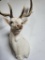 WHITE FALLOW DEER TAXIDERMY SHOULDER MOUNT - HARD TO FIND