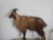 TAHR LIFE SIZE TAXIDERMY MOUNT