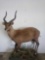 BUSHBUCK LIFE SIZE TAXIDERMY MOUNT