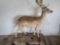 FALLOW DEER LIFE SIZE TAXIDERMY MOUNT