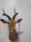 MAGNIFICENT IMPALA TAXIDERMY SHOULDER MOUNT