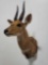 BUSHBUCK TAXIDERMY SHOULDER MOUNT