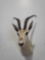 ROBERTS GAZELLE TAXIDERMY SHOULDER MOUNT