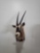 GEMSBOK TAXIDERMY SHOULDER MOUNT