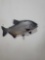 PACU HIGH END REPLICA TAXIDERMY FISH MOUNT