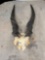 Eland Horns