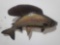 GRAYLING HIGH END REPLICA TAXIDERMY FISH MOUNT