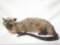 AFRICAN CIVET CAT TAXIDERMY MOUNT