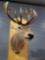 RED STAGG TAXIDERMY SHOULDER MOUNT