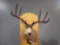 MULE DEER TAXIDERMY SHOULDER MOUNT