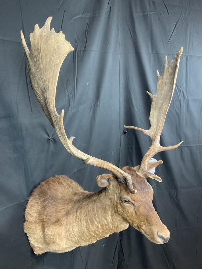 Fall Taxidermy Auction 2022
