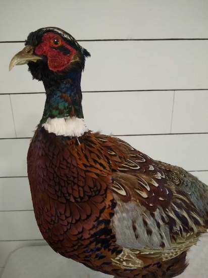 Ring Neck Pheasant