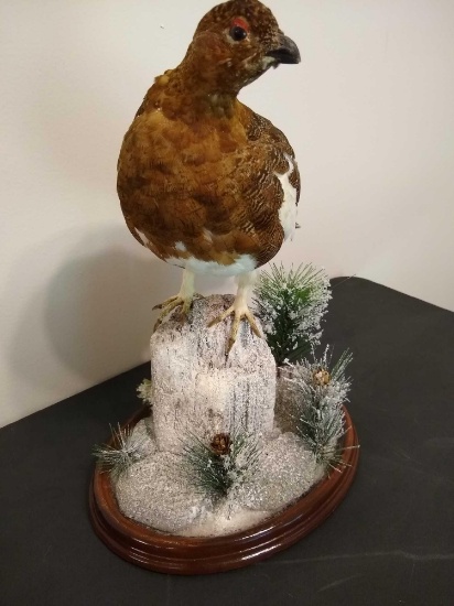 Alaskan Patarmigan