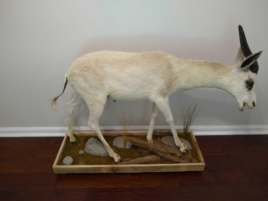 Springbuck