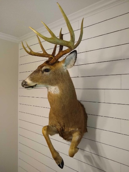 Half Mount Whitetail
