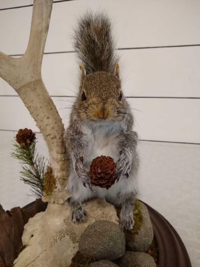 Gray Squirrel & Mule Deer Skull