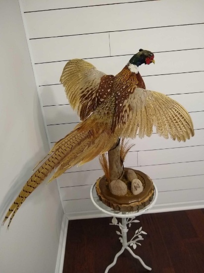 Flying Pheasant