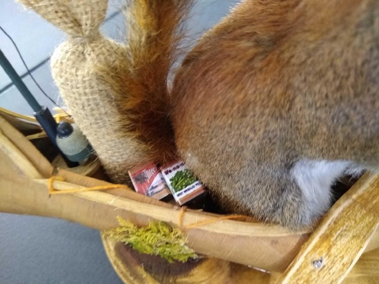 Pine Squirrel