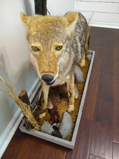 Coyote & Pheasant