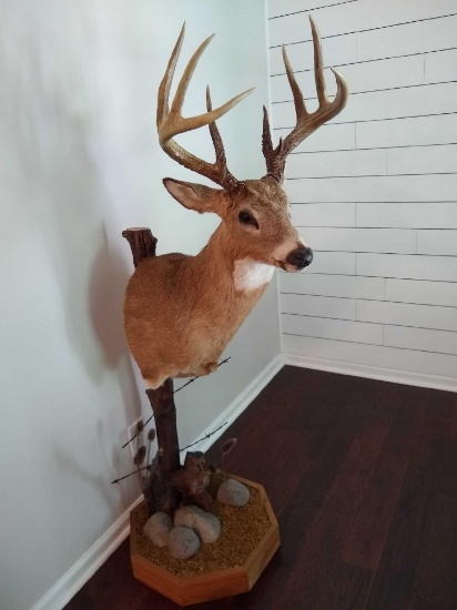 Whitetail on Fencepost