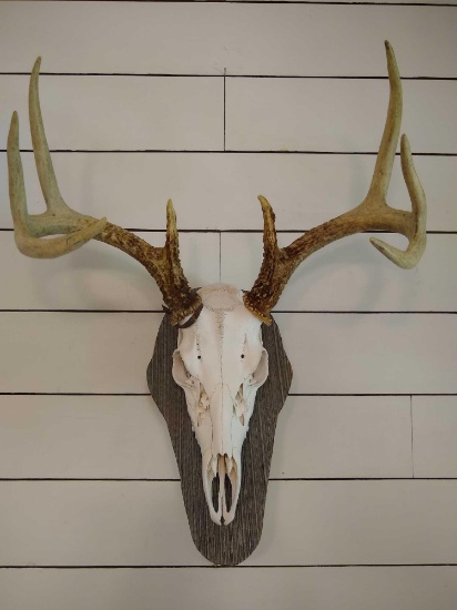 European Deer Mount